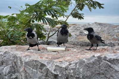 Bird perching on a rock