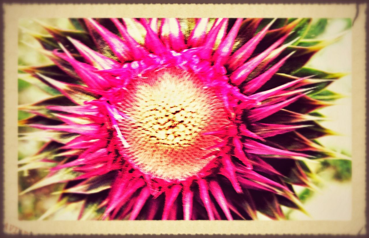 transfer print, flower, freshness, auto post production filter, flower head, close-up, petal, fragility, growth, beauty in nature, single flower, nature, pink color, pollen, plant, selective focus, stamen, focus on foreground, indoors, no people