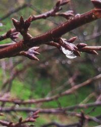 Close-up of flower growing on tree