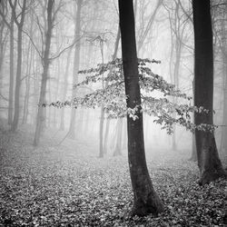 Bare trees in forest during winter