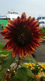 Close-up of red flower blooming against sky