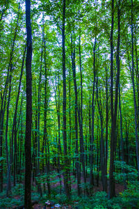 View of trees in forest