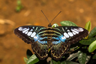 Close-up of butterfly on plant