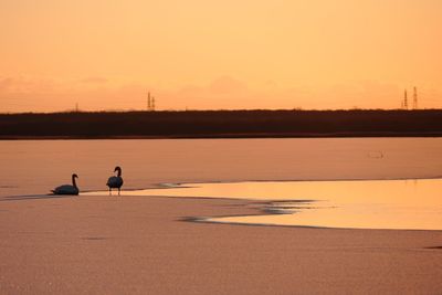 Silhouette of birds on beach at sunset
