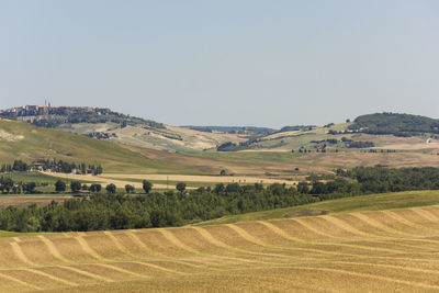 Scenic view of agricultural field against clear sky