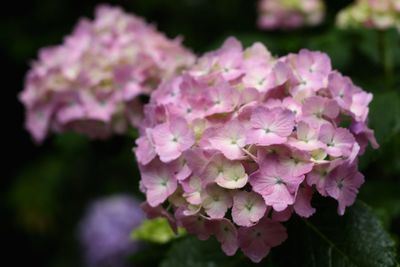 Close-up of flowers blooming outdoors