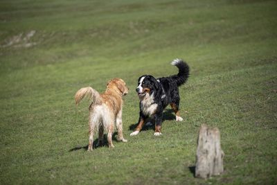 Two dogs running on green grass