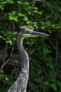 Close-up of gray heron