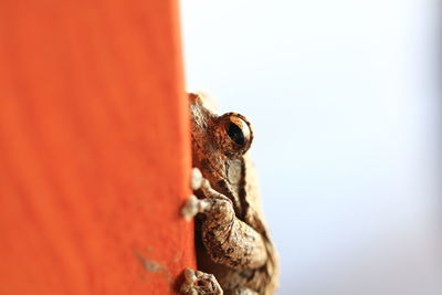 Close-up of frog on wall against clear sky