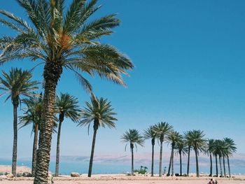 Palm trees at beach against clear blue sky