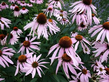 Close-up of purple flowering plants in park