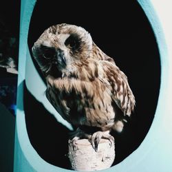 Close-up of bird perching