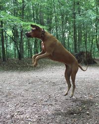 Dog standing on field in forest