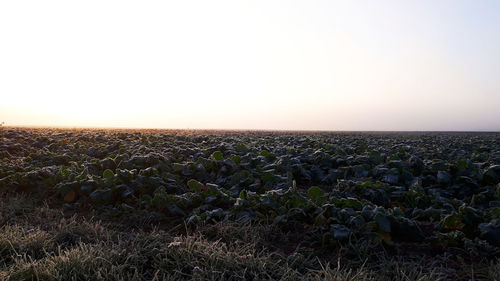 Scenic view of field against clear sky