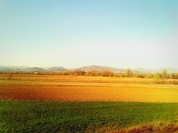 Scenic view of field against clear sky