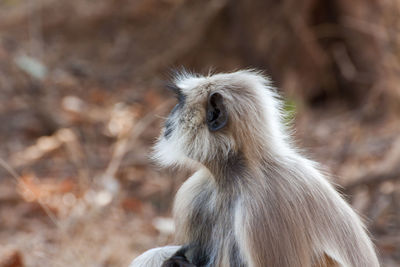 Close-up of monkey