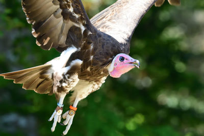 Close up of an african hooded vulture in flight 