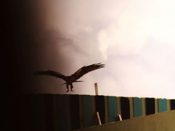 Bird flying in sky