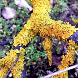 Close-up of leaves on tree trunk