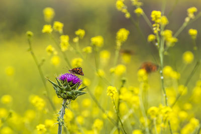 Close-up of butterfly pollinating on flower