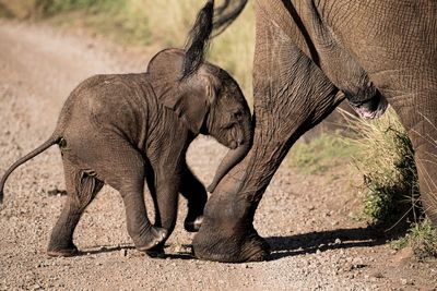 Close-up of elephant