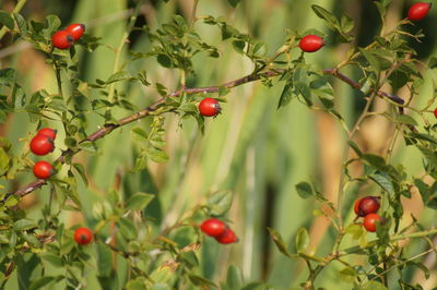 Red berries growing on blurred background