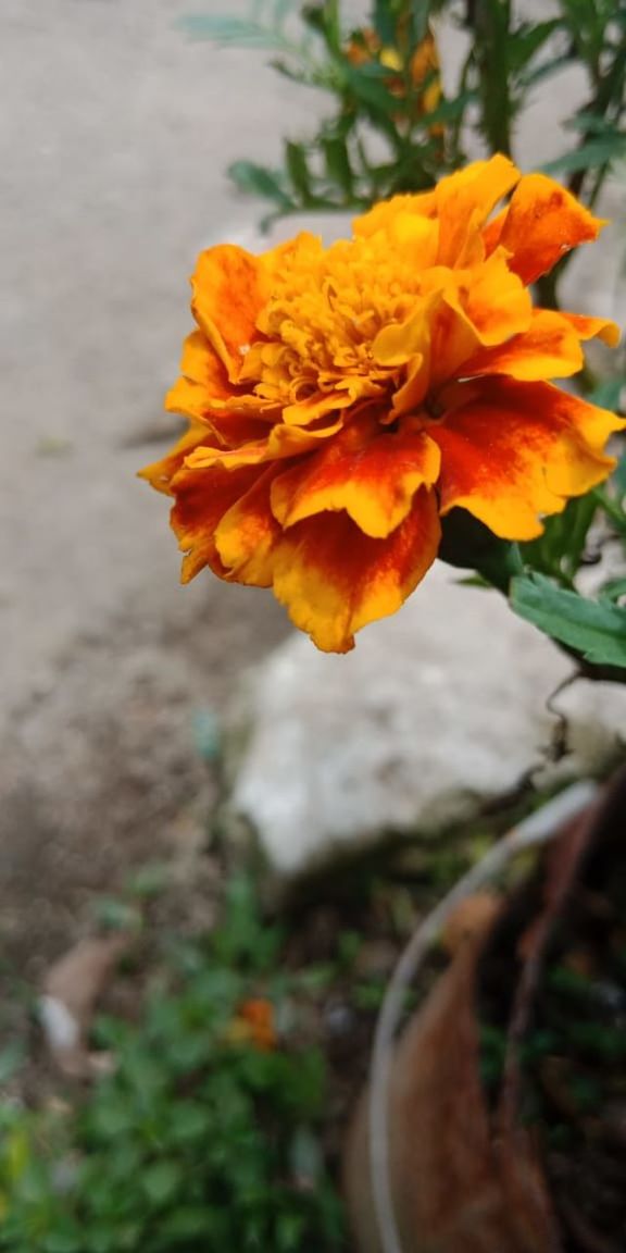 flower, flowering plant, plant, yellow, freshness, beauty in nature, leaf, flower head, petal, fragility, nature, close-up, inflorescence, growth, orange color, no people, focus on foreground, outdoors, day, autumn, botany, plant part, macro photography, blossom, selective focus, marigold