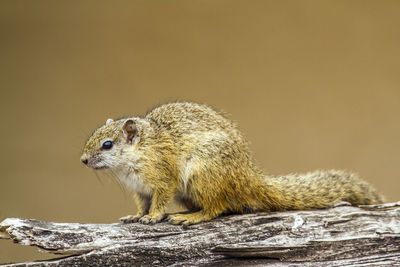 Close-up of squirrel on wood