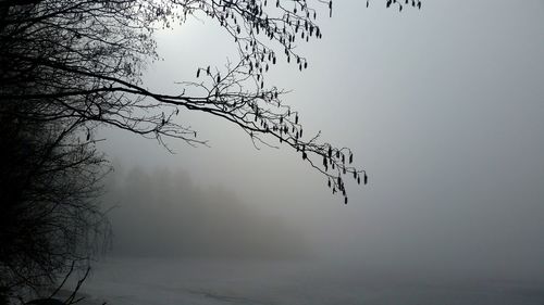 Low angle view of bare trees against sky