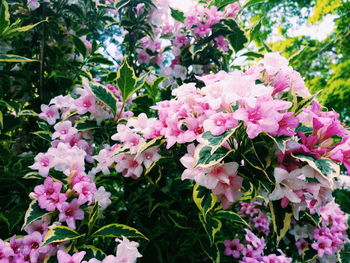 Close-up of pink flowers