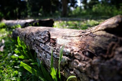Close-up of tree stump