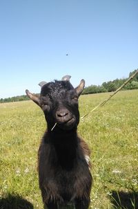 Portrait of goat standing on land