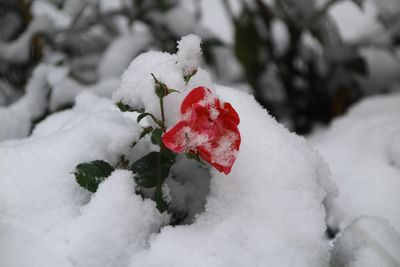 Close-up of frozen plant