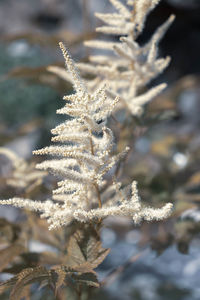 Close-up of frozen plant