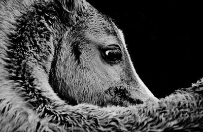 Close-up of a rabbit