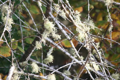 Close-up of plant