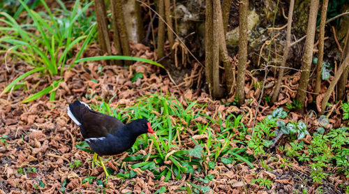 Bird in a forest