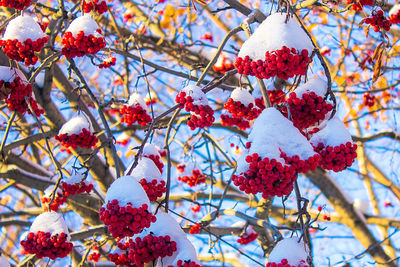 Low angle view of berry tree covered in snow