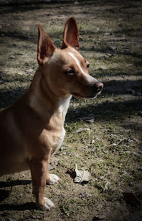 Close-up of dog