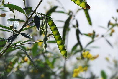 Low angle view of raindrops on tree