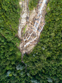 High angle view of trees in forest