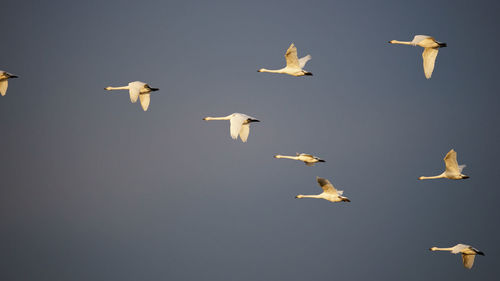 Birds flying in sky