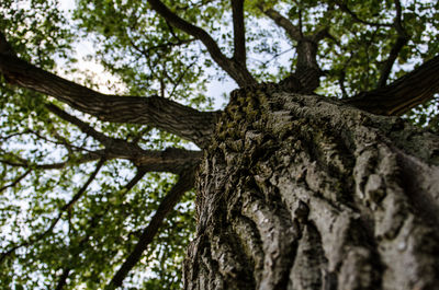 Low angle view of tree against sky