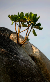 Low angle view of plants