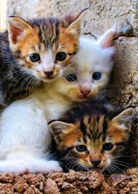 Close-up portrait of cats