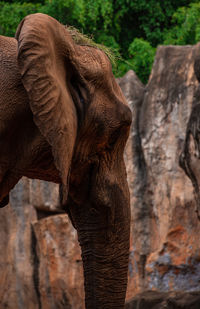Close-up of elephant