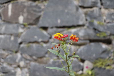 Close-up of orange flower on rock