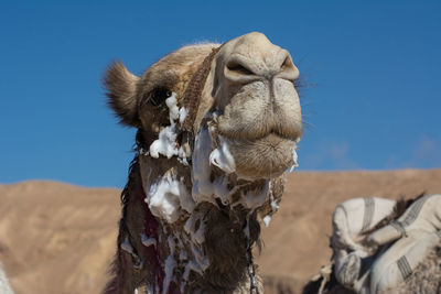 Close-up of cow on field against clear sky