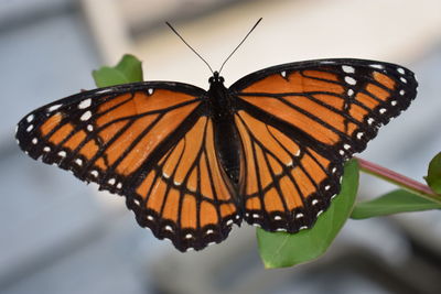 Close-up of butterfly on flower