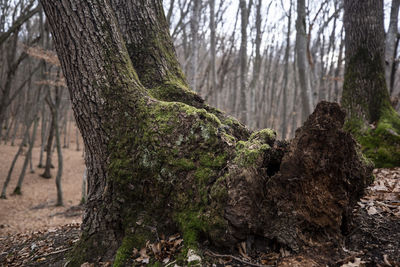 Trees growing in forest